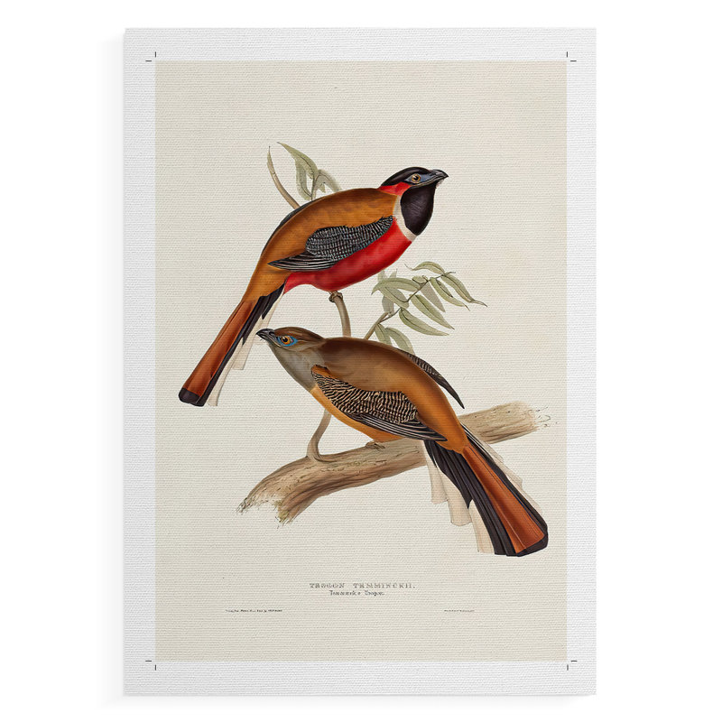 ElegantTrogonsIV -Canvas Print Only - NOT FRAMED, 60" H x 40" W