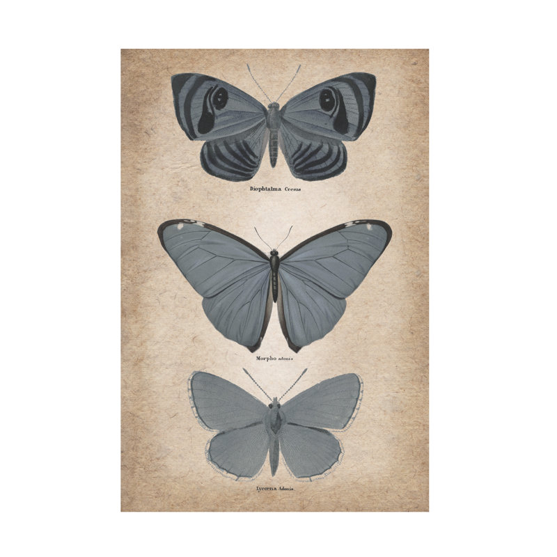 Art sur Licensing Studio Vintage Butterflies Trio 1, art sur toile, H 30 po x l 47 po