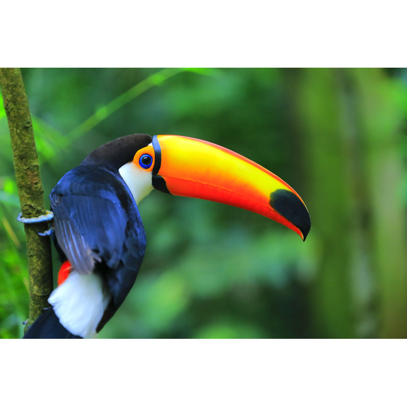 Toucan Tropical Bird by Agustavop - Wrapped Canvas Print, 30cm H x 46cm W x 3.8cm D