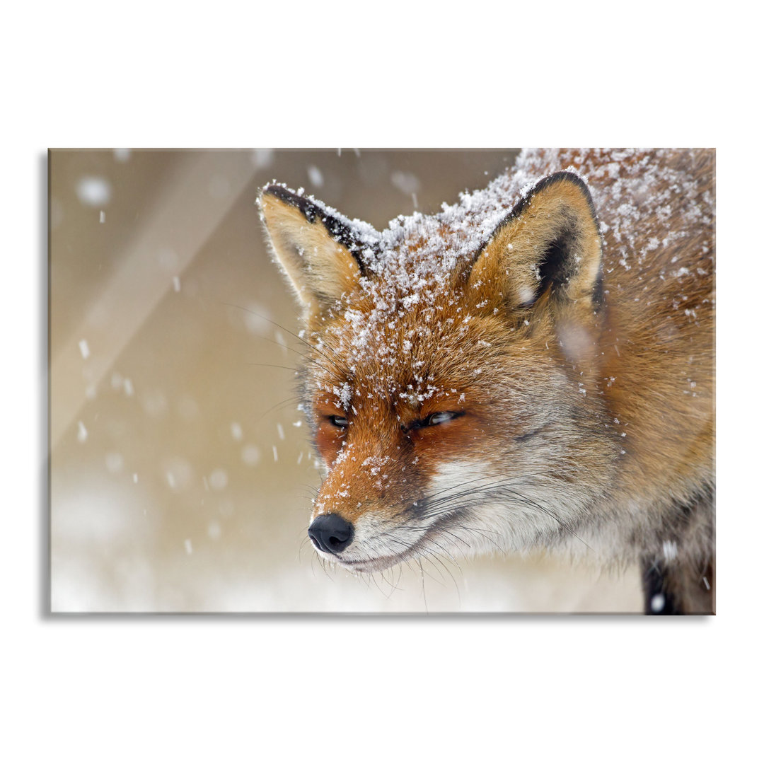 Glasbild Fuchs im Schnee