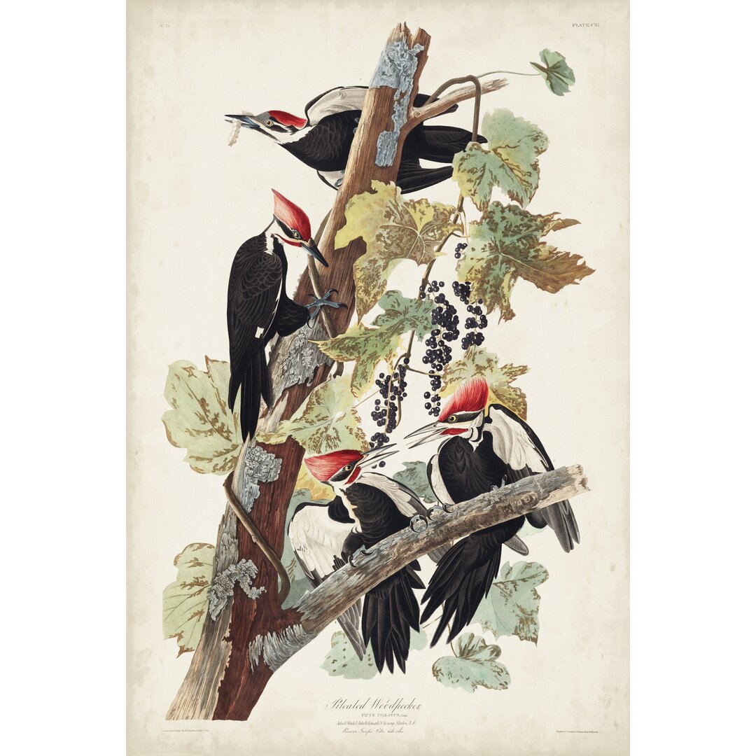 Leinwandbild Pl. 111 Pileated Woodpecker von John Audubon