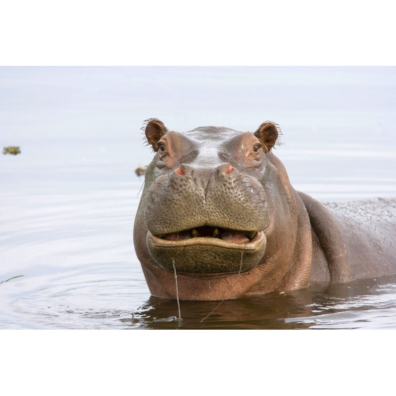 Funny Hippo by Pjmalsbury - No Frame Art Prints on Canvas, 30cm H x 46cm W