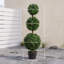 100 Plant