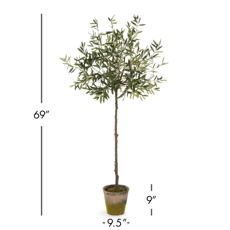 Olive en pot Elijah 60 po