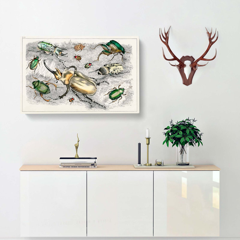 Assortment Of Beetles XLII by Oliver Goldsmith - Wrapped Canvas Painting, 50cm H x 76cm W x 3cm D