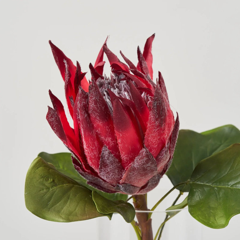 Très grand bourgogne bourgogne Protea Bloom