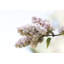 Lilas pâles II - photographie-186702474-186702449-156513890