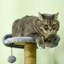 Arbre à chat 53,5 po H Dodou