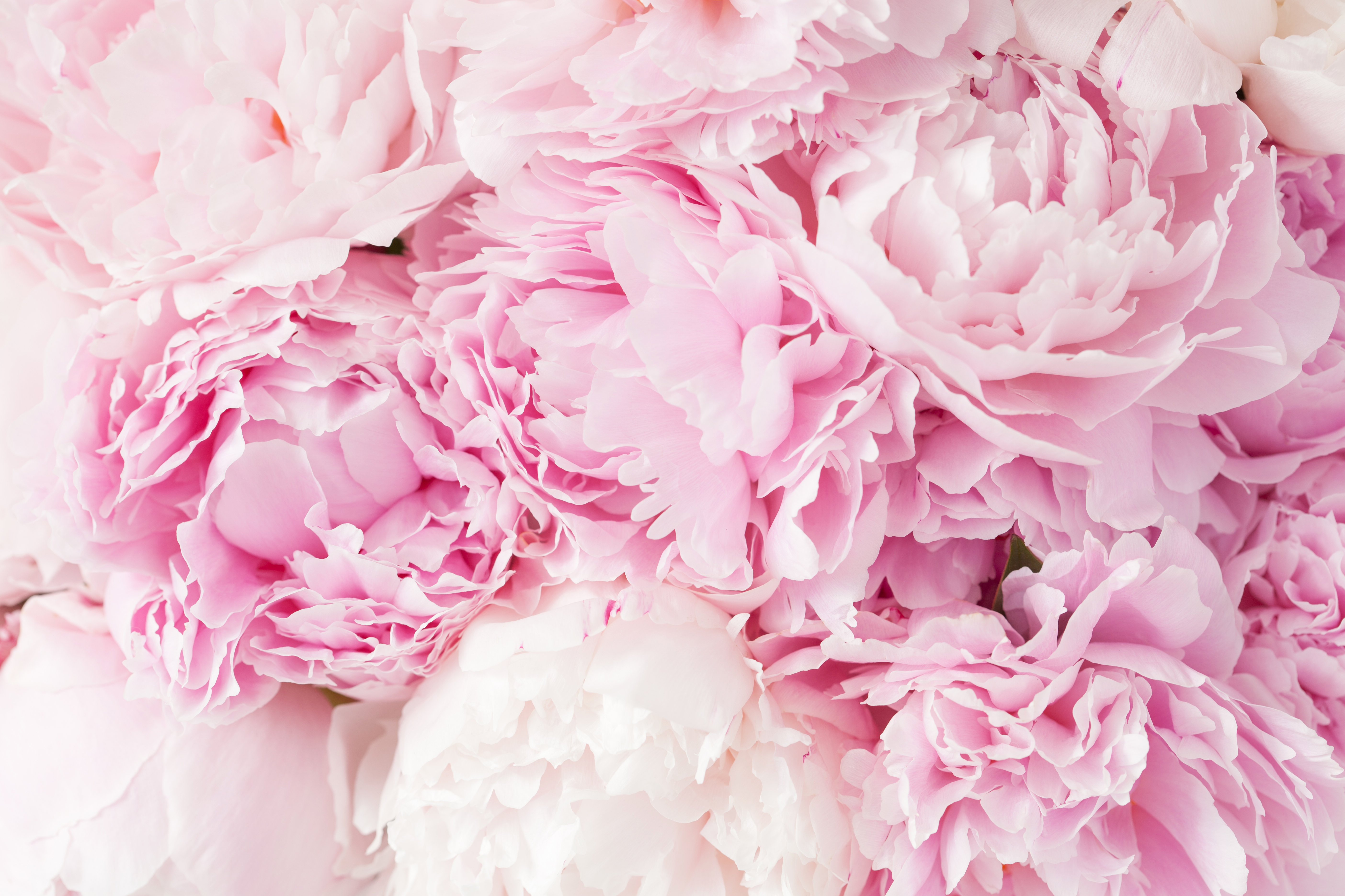 Willa Arlo™ Interiors Beautiful Pink Peony Flower Background by ...