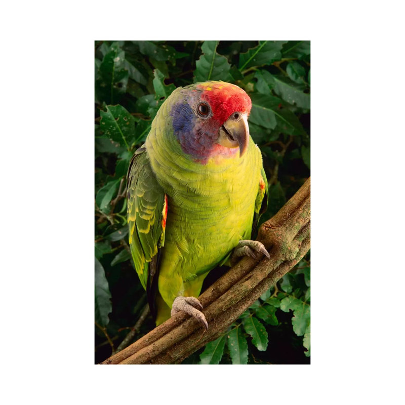 Red-Tailed Amazon Parrot, Atlantic Forest, Brazil - Wrapped Canvas Gallery-Wrapped Canvas Giclée, 101.6 cm H x 66.04 cm W