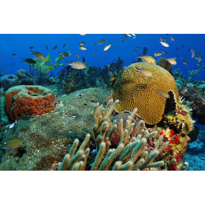 School of Small Fish on a Coral Reef - Cozumel 1 Piece Wrapped Canvas Wall Art