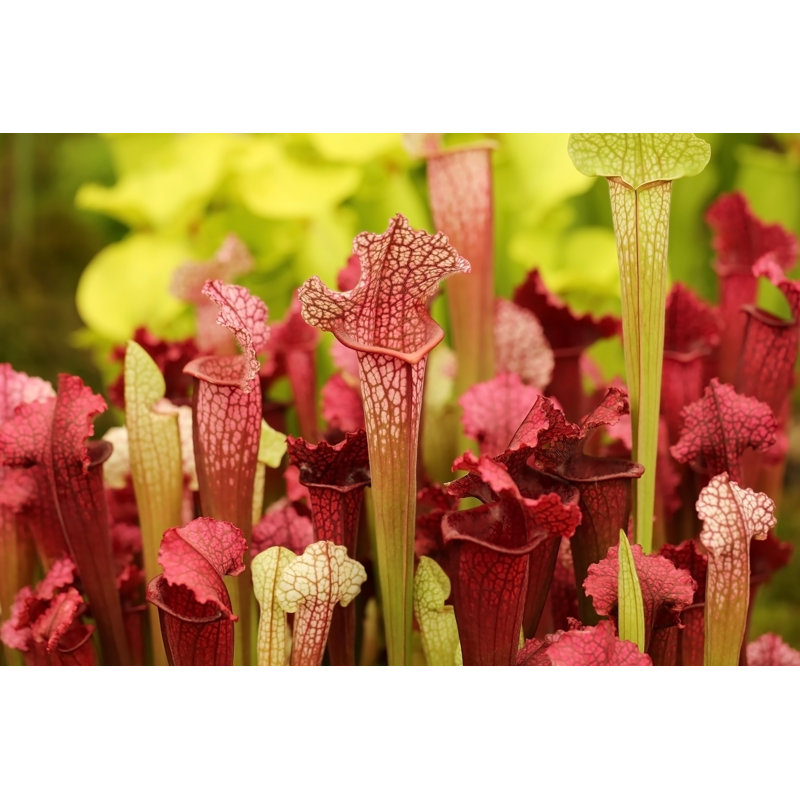 Beautiful Carnivorous Pitcher Plants by JillianCain - Wrapped Canvas Print, 30cm H x 46cm W