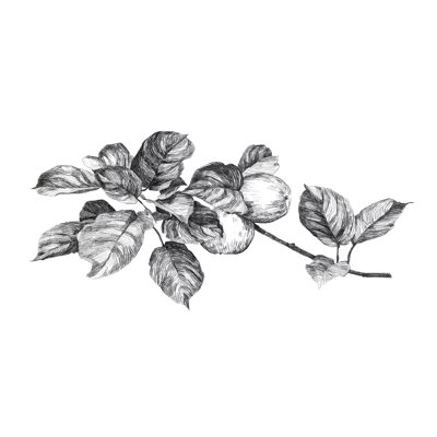 Apple Etching I by Emma Scarvey - Drawing