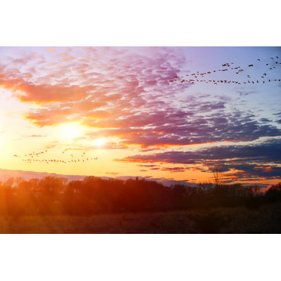 Migrating Geese Flying by Georgepeters