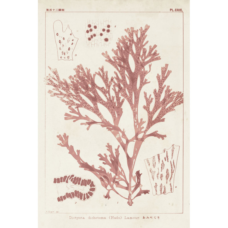 'Antique Coral Seaweed I' - Painting Print, 30cm H x 20cm W, Wrapped Canvas