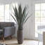 Agave d'intérieur / extérieur Panama en pot-1399351324-1399351323