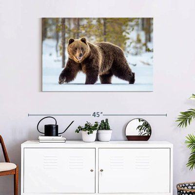 Adulte grizzly