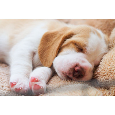 Beagle Puppy - Photographie sur toile tendue