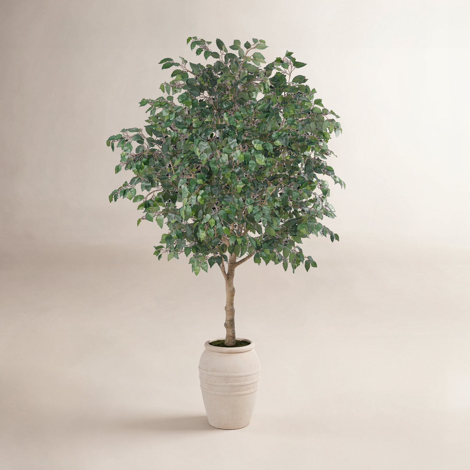 Nydia Ficus Tree in Pot, 108" x 68"