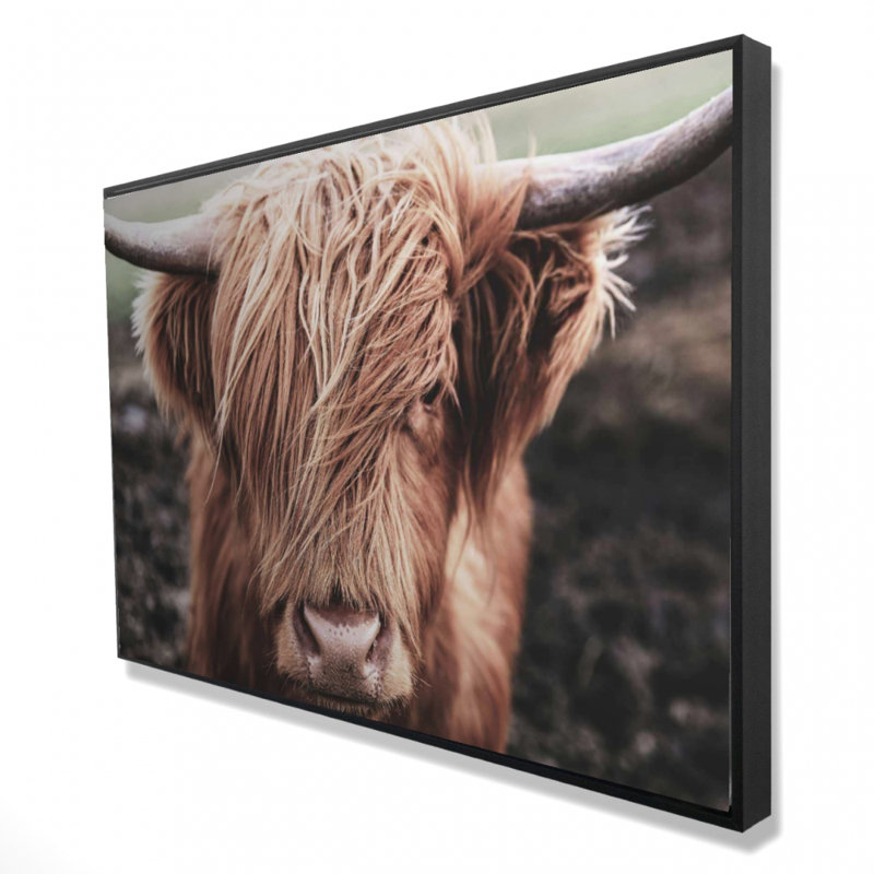 " Desaturated Highland Cow "