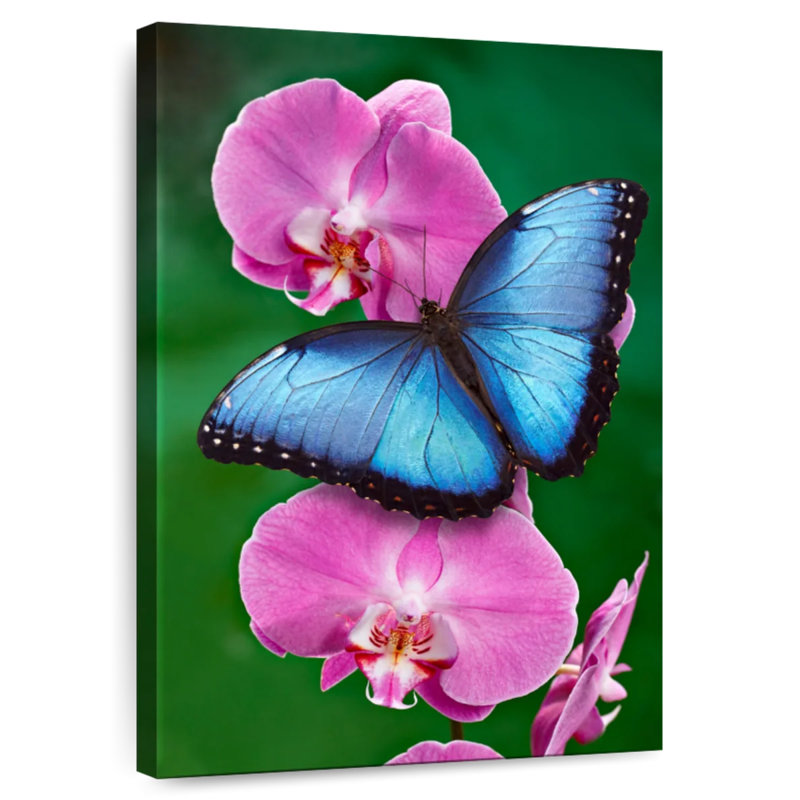 Brampt Blue Morpho On Pink Orchid, 24" H x 16" W