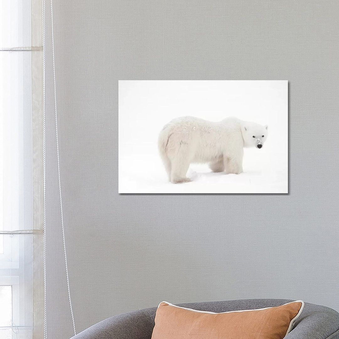 Canada, Manitoba, Churchill. Polar Bear On Frozen Tundra by Jaynes Gallery - Wrapped Canvas Print