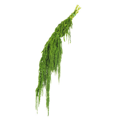 Preserved Amaranthus Stems