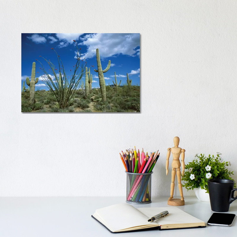 Saguaro Cactus, Ocotillo Cactus, And Cholla Prickly Pear by Tom Vezo - Wrapped Canvas Print, 20.32 cm H x 30.48 cm W