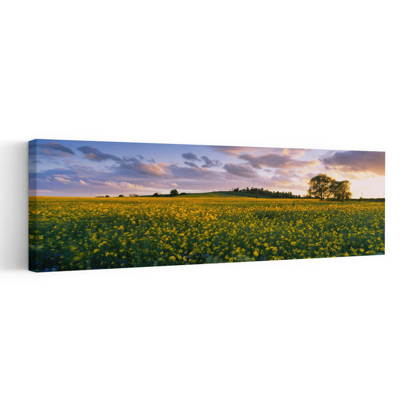 Fleurs oléagineuses dans un champ, St. Leonard's, Holme-sur-Spalding-Moor, East Yorkshire, Angleterre, H 36 po x l 12 po