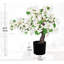 52.83cm Plant