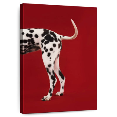 Dalmatian Tail