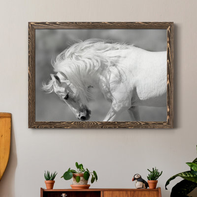 " White Stallion "