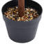 90cm Faux Boxwood Plant in Pot