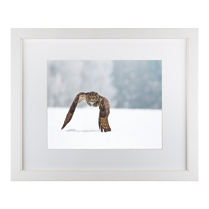 « eurasian eagle hibou », reproduction de photo sur toile tendue, H 11 po x l 14 po x P 0,5 po, Blanc, Cadre blanc