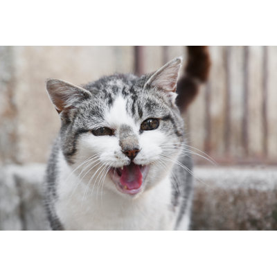 Cat Meowing by Legna69