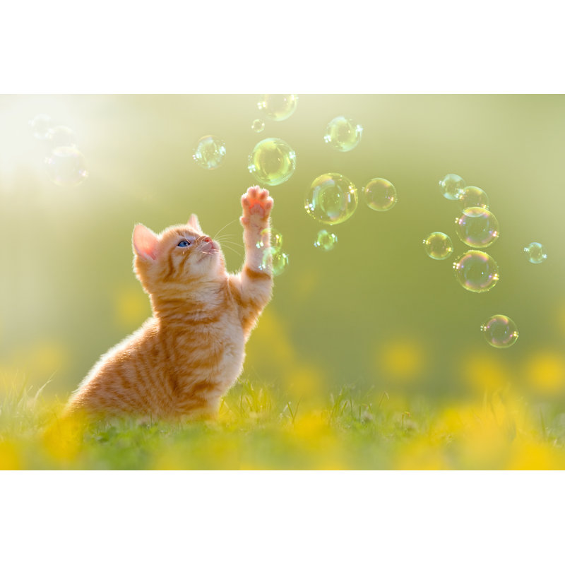 Young Kitten Playing With Soap Bubbles, Bubbles On Meadow - Wrapped Canvas Print, 30cm H x 46cm W