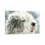 Sheepish Grin - Old English Sheepdog by Judith Stein - Painting on Canvas-501016215-501016214