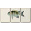 Collection de poissons tropicaux VI 3 pièces-2133593187-2133593196