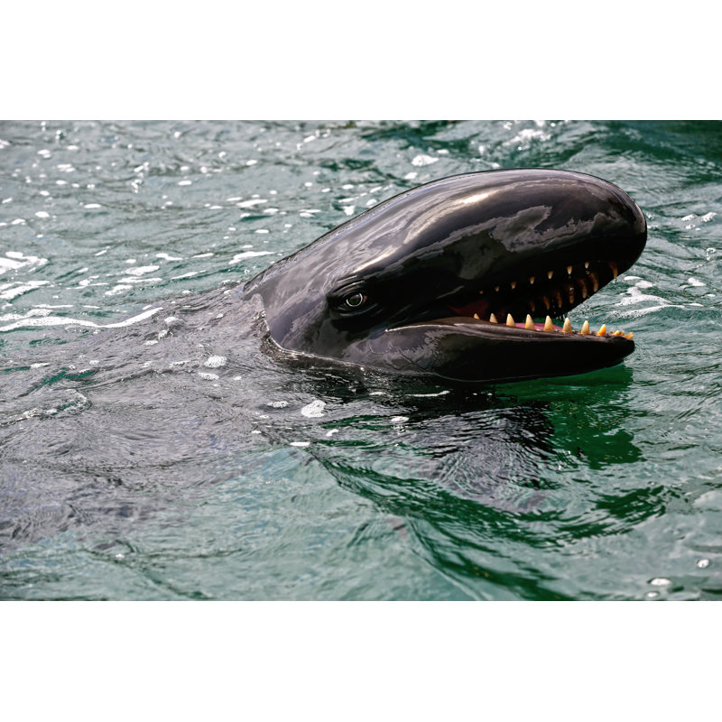 False Killer Whale by DebraMcGuire - Wrapped Canvas Print, 81cm H x 122cm W
