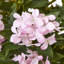 Faux Hydrangea Plant in Pot-111171304-111171305