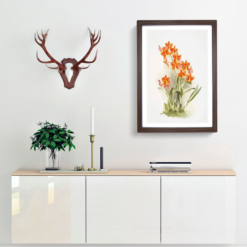 Magnolia Flowers Illustration Tab. 47 by Frederick Sander - Picture Frame Painting Print, 60cm H x 40cm W x 2cm D, Walnut