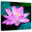 Harnek Lotus Blossom-109216025