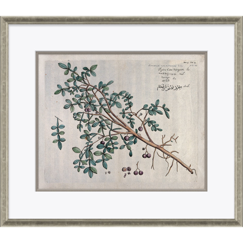 Malaberica (Colored) Giclee Print by Paul Cezanne