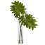Plante à feuillage 11,5 "dans un vase décoratif Selloum