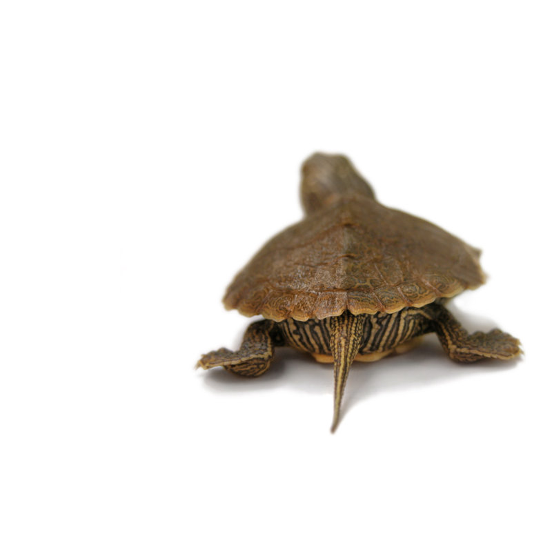 Baby Painted Turtle by Stephanie Phillips, 8'' H x 12'' W