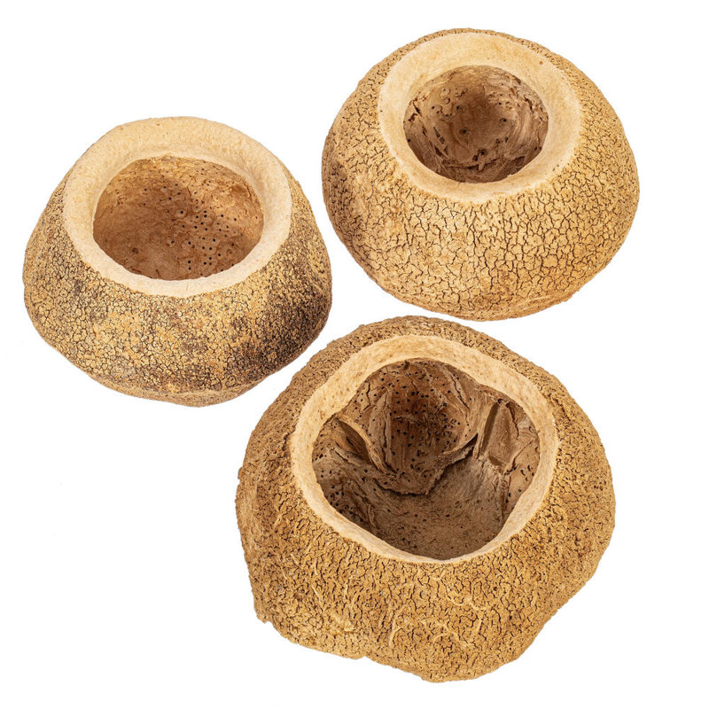 Preserved Sapa Pod Arrangement