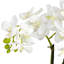 Centre de table orchidée en pot