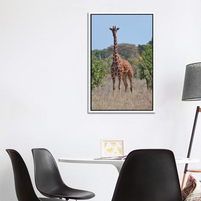 Reticulated Giraffe Frontal by Elmar Weiss - Print on Canvas, White Framed, 101.6 cm H x 66.04 cm W