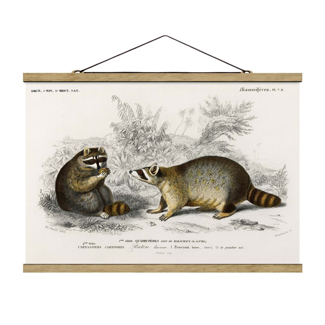 Gerahmter Kunstdruck Vintage Educational Board Raccoon