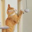 Arbre à chat en bois avec condo, hamac et balle jouet-229672365
